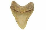 Fossil Megalodon Tooth - North Carolina #257805-1